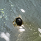 BLACK MOONSTONE & MOISSANITES